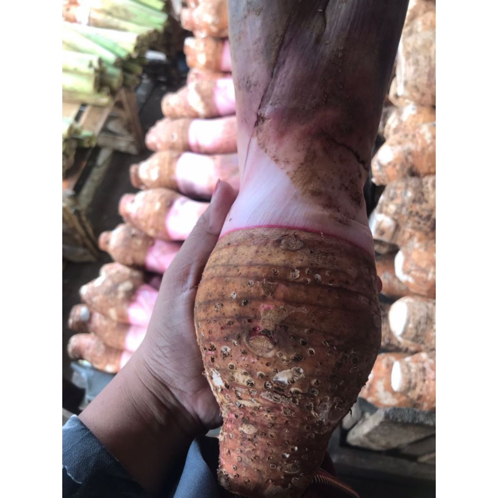 umbi talas ungu/bentul mentah 1kg