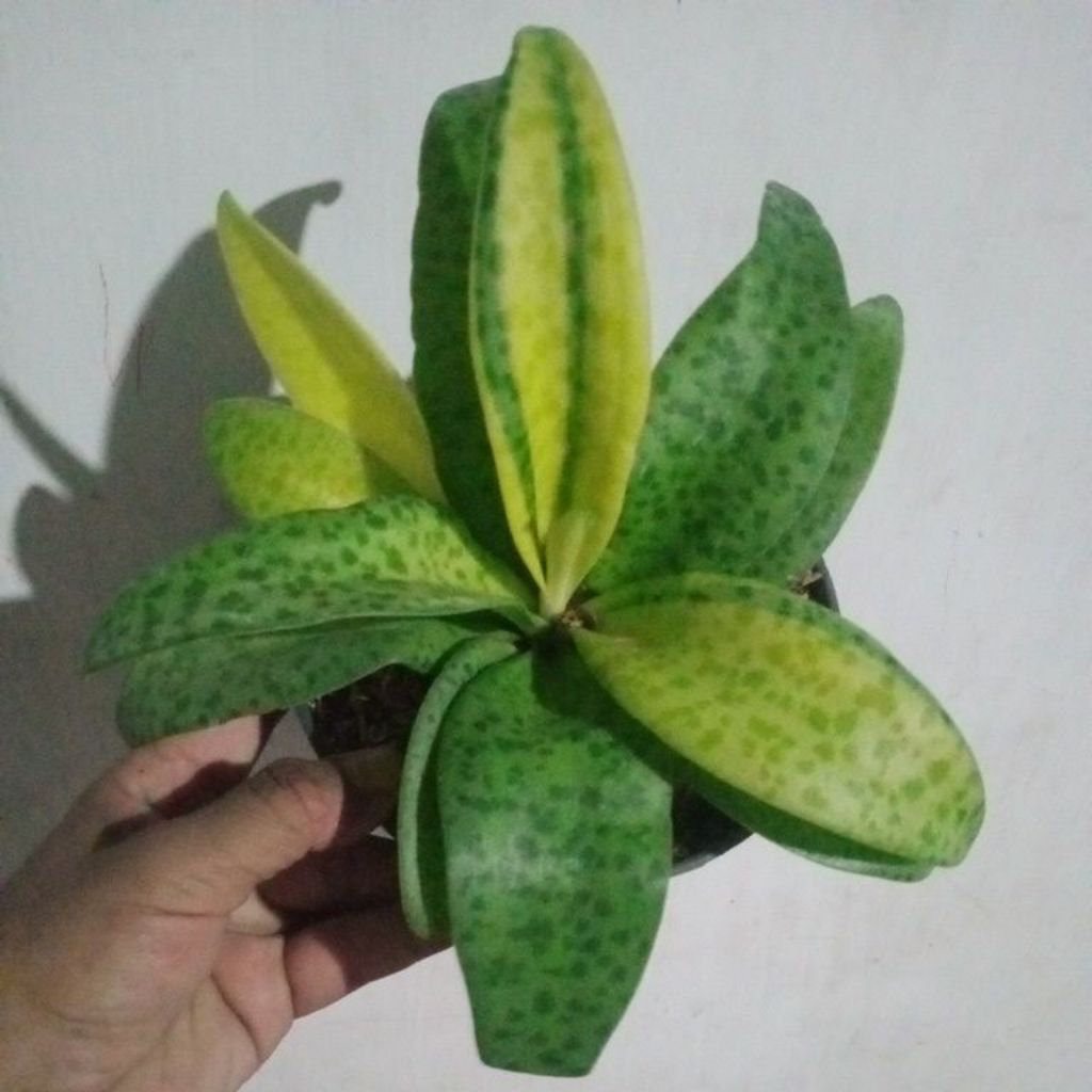 tanaman lidah katak varigata