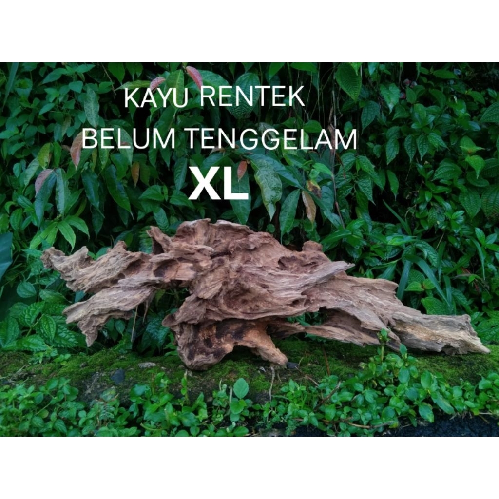 Kayu aquascape ukuran XL belum tenggelam