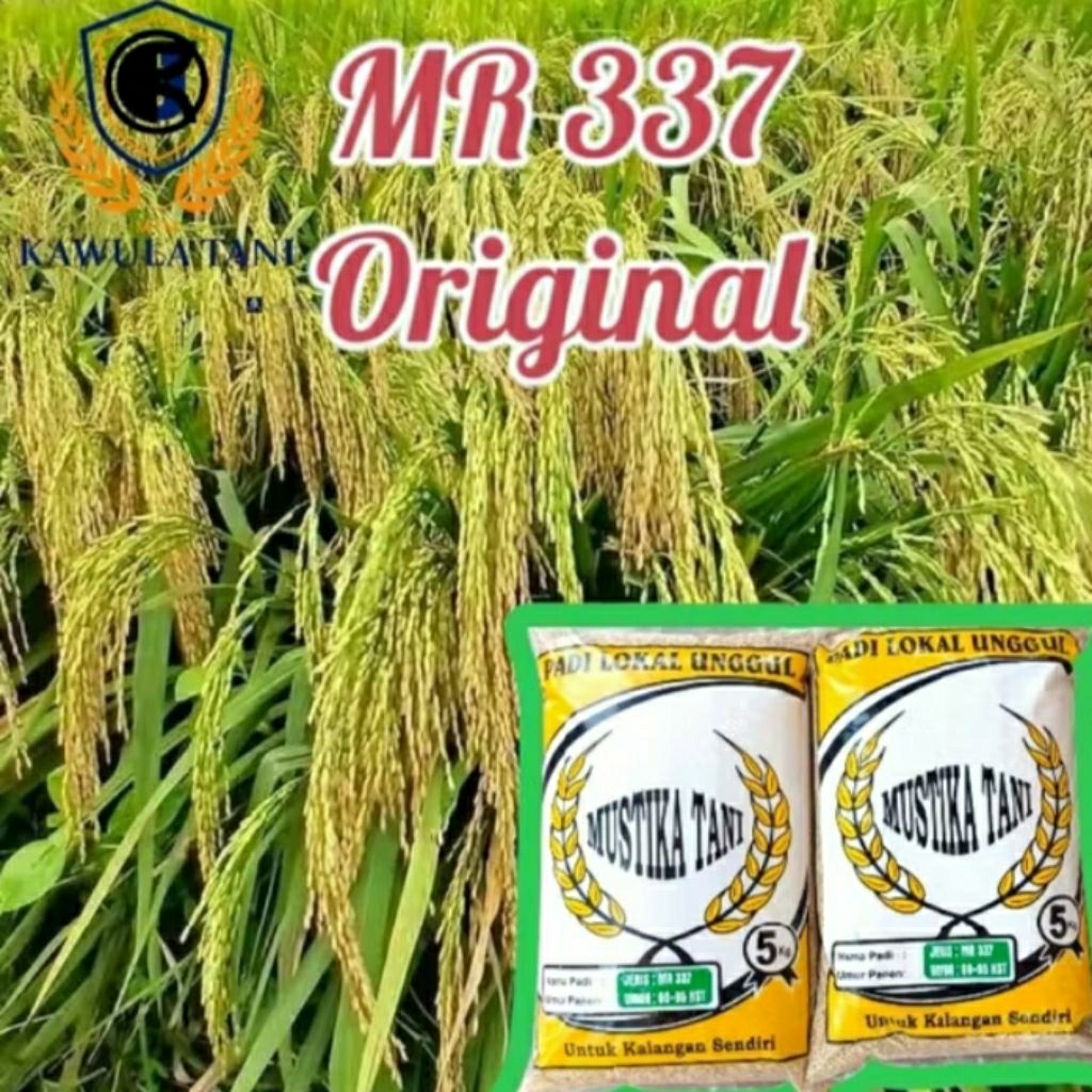 BENIH PADI INPARI 32