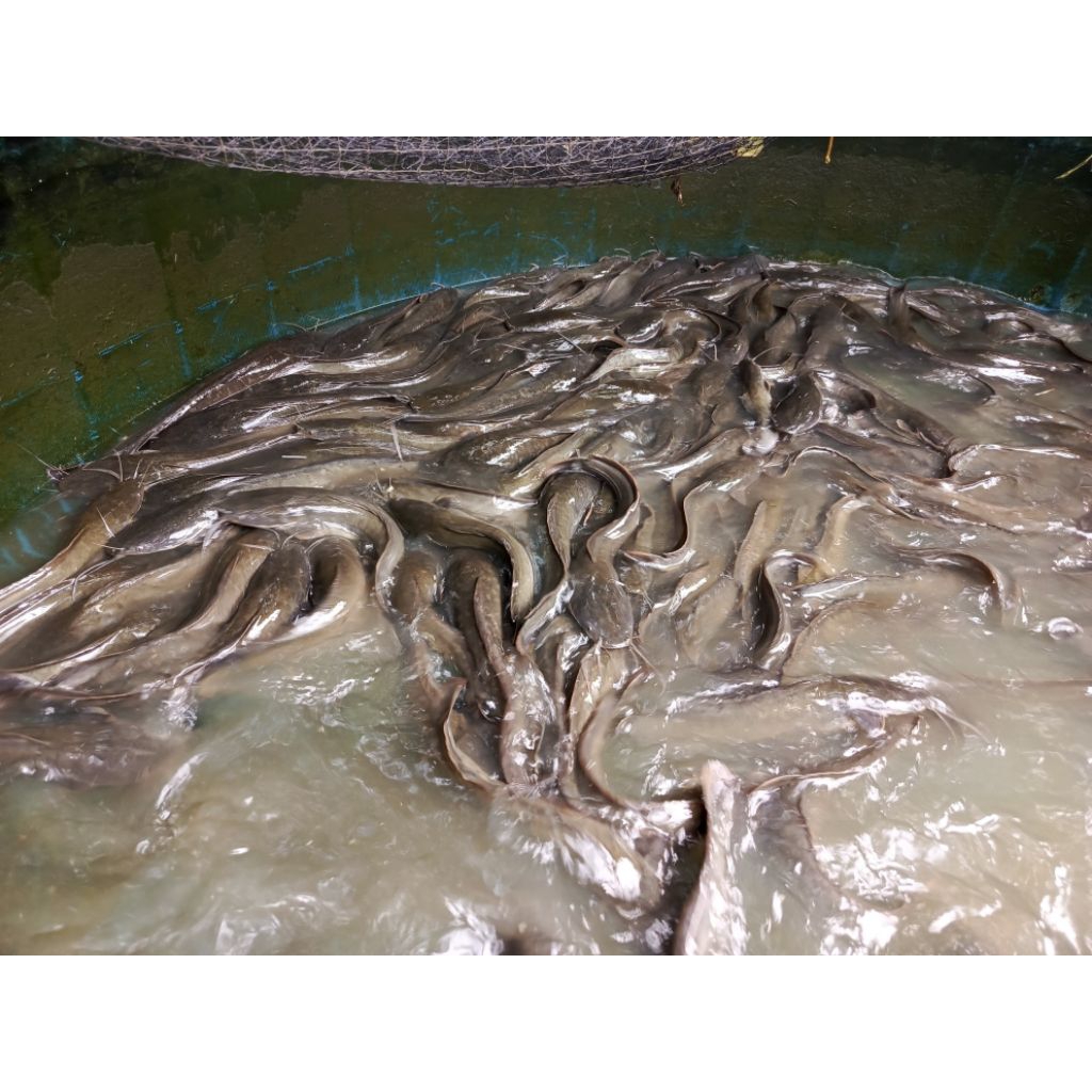 

ikan lele segar (wajib jasa kirim instan)