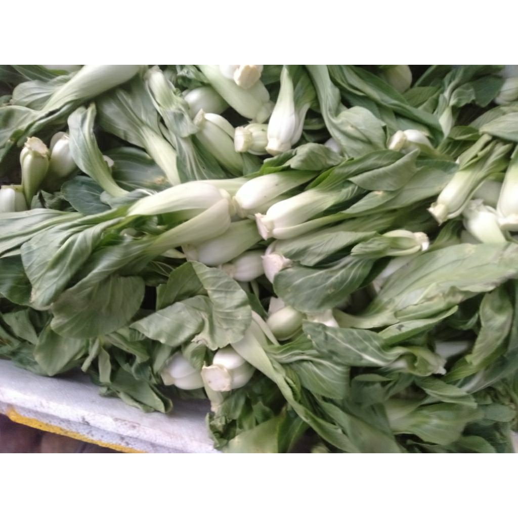 

Sayur Keciwis / Cuciwis / Babykol segar