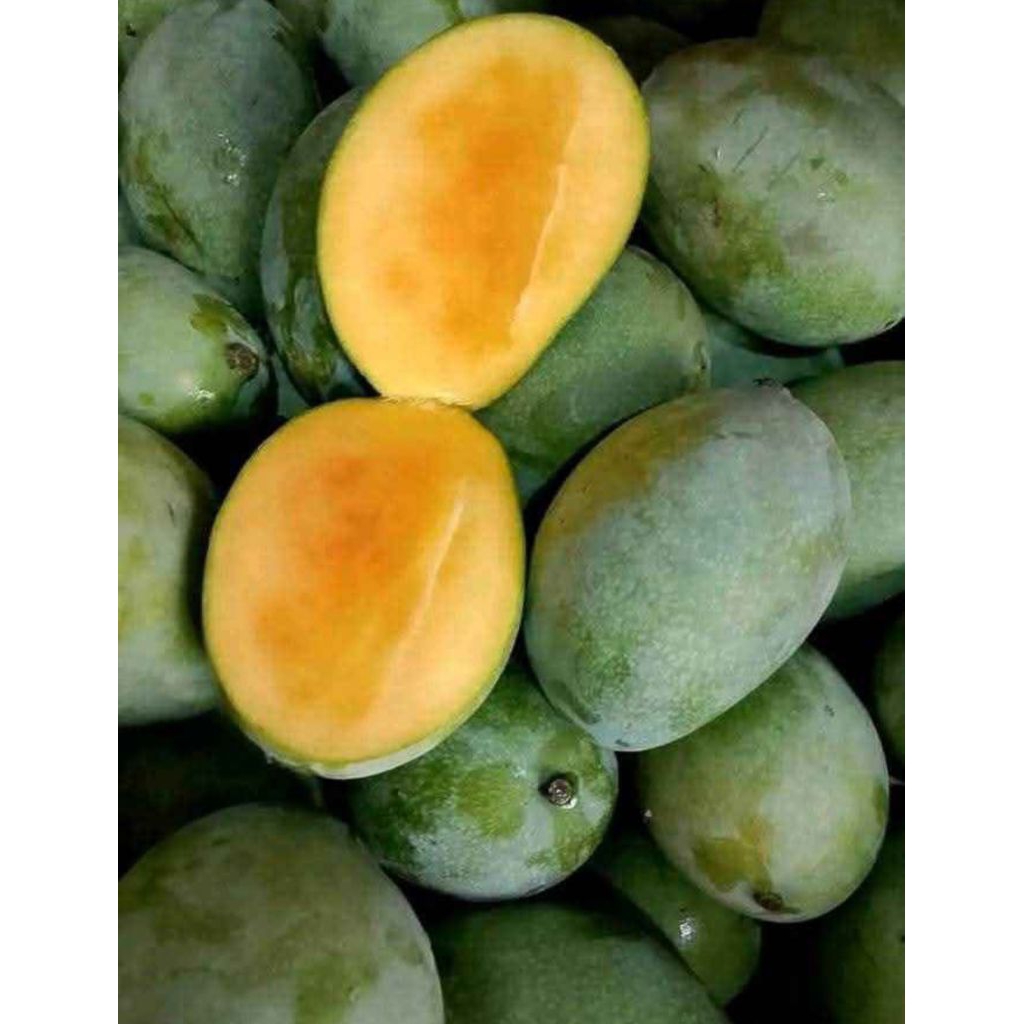 

MANGGA MANALAGI MANGGA MADU SEGAR 1KG ISI 2 - 4 BIJI