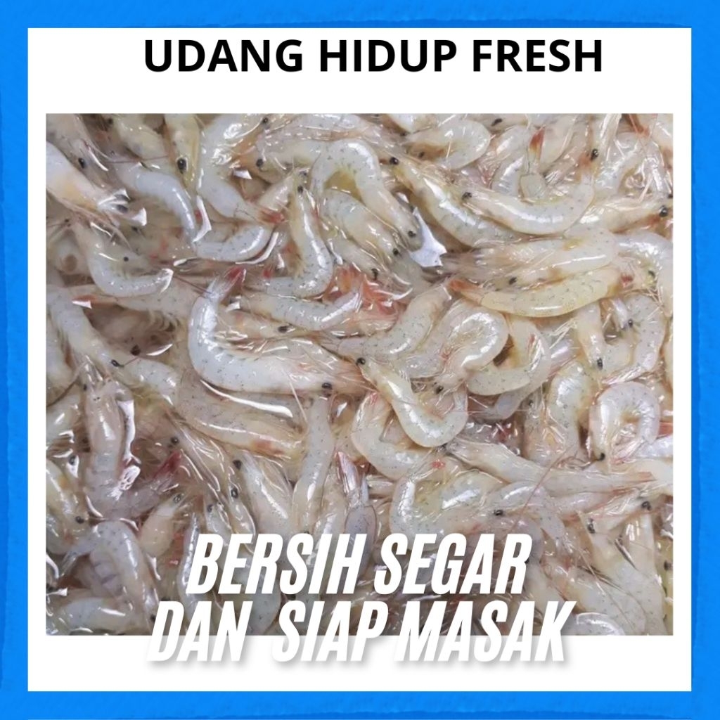 Udang Hidup Segar Laut Fresh 1 Kg – Udang Hidup Segar Siap Masak/Konsumsi