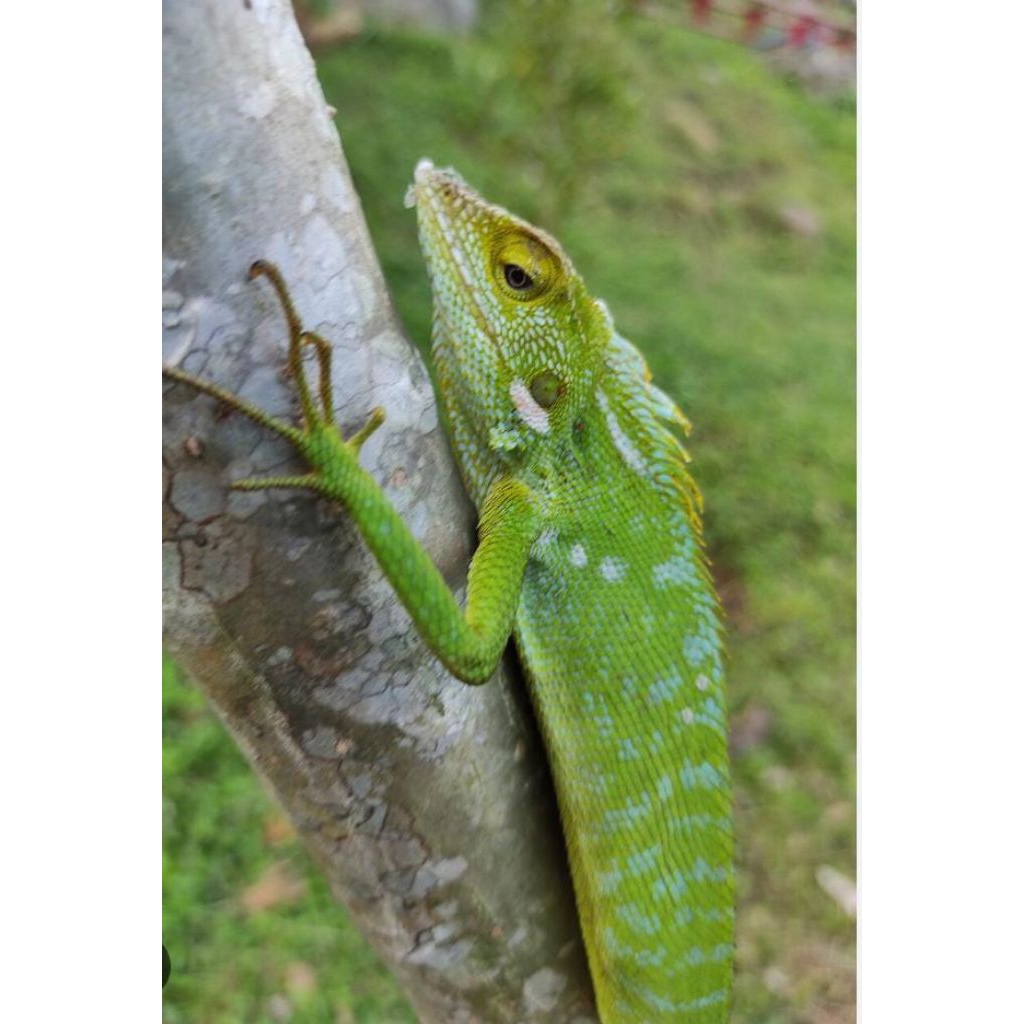 Bunglon Surai Asli Jawa Murah 1 Pasang Murah Mainan Anak