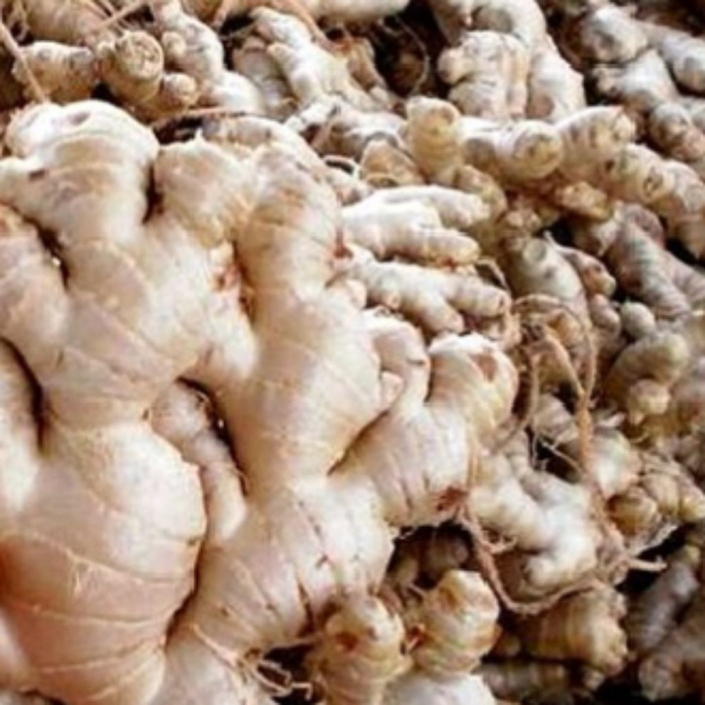 

Jahe Gajah Besar 1kg