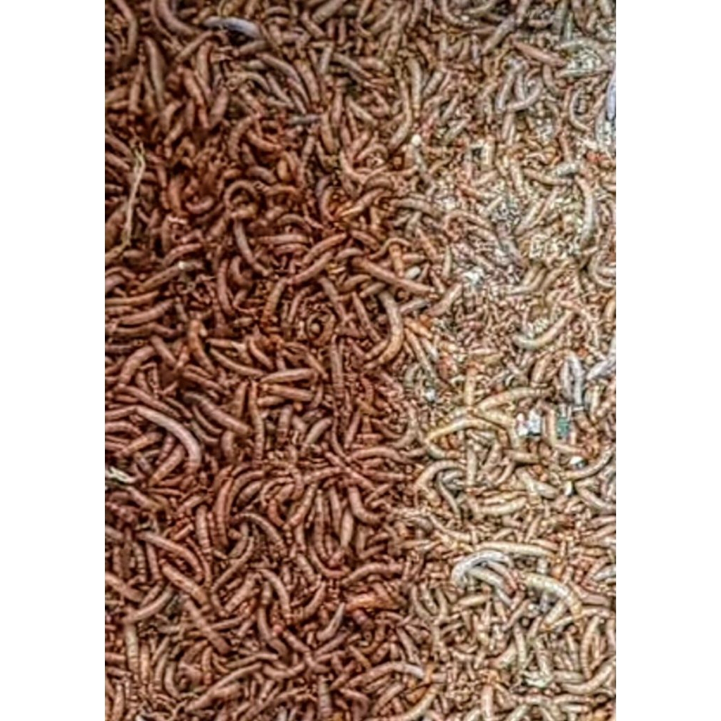 ulat Hongkong dewasa