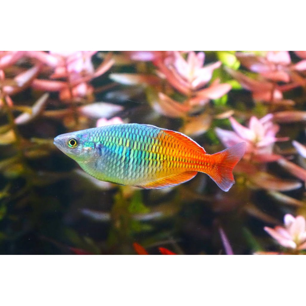 Rainbow boesemani aquascape