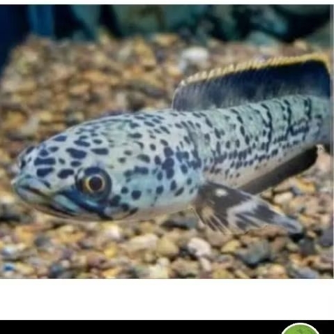 LIMBATA GRANITE UKURAN 4-6 0CM