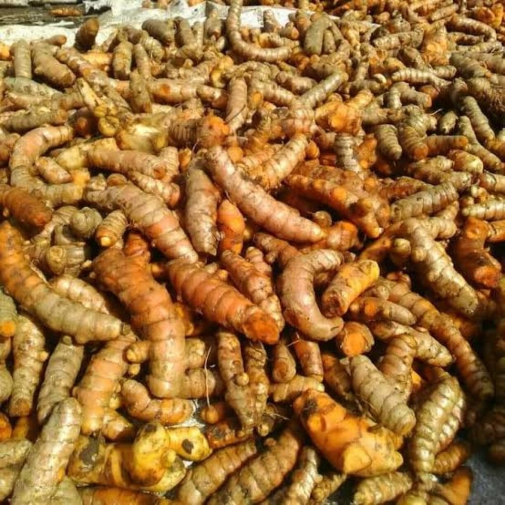 

kunyit abras campur besar kecil Fres sebelum kirem kita proses cuci bersih dulu 1kg