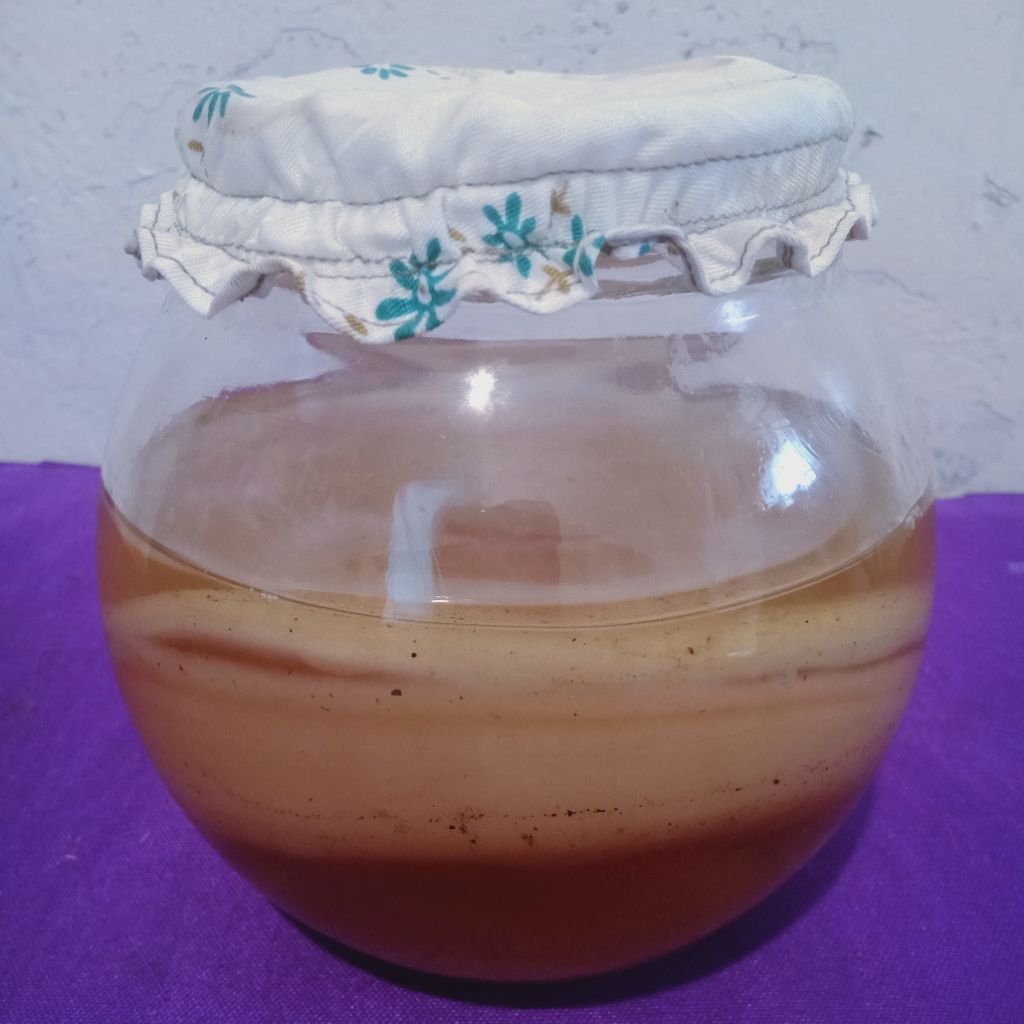 

Scooby Kombucha Diameter 15cm