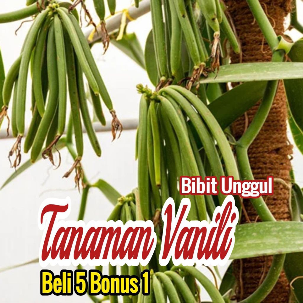Bibit Tanaman VANILI Tanaman Beraroma