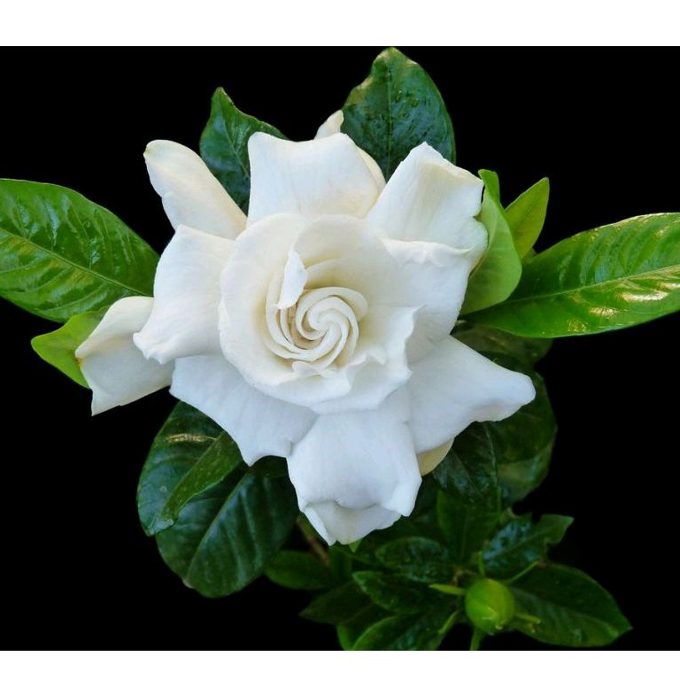 tanaman hias bunga kaca piring / bunga melati kaca piring Gardenia