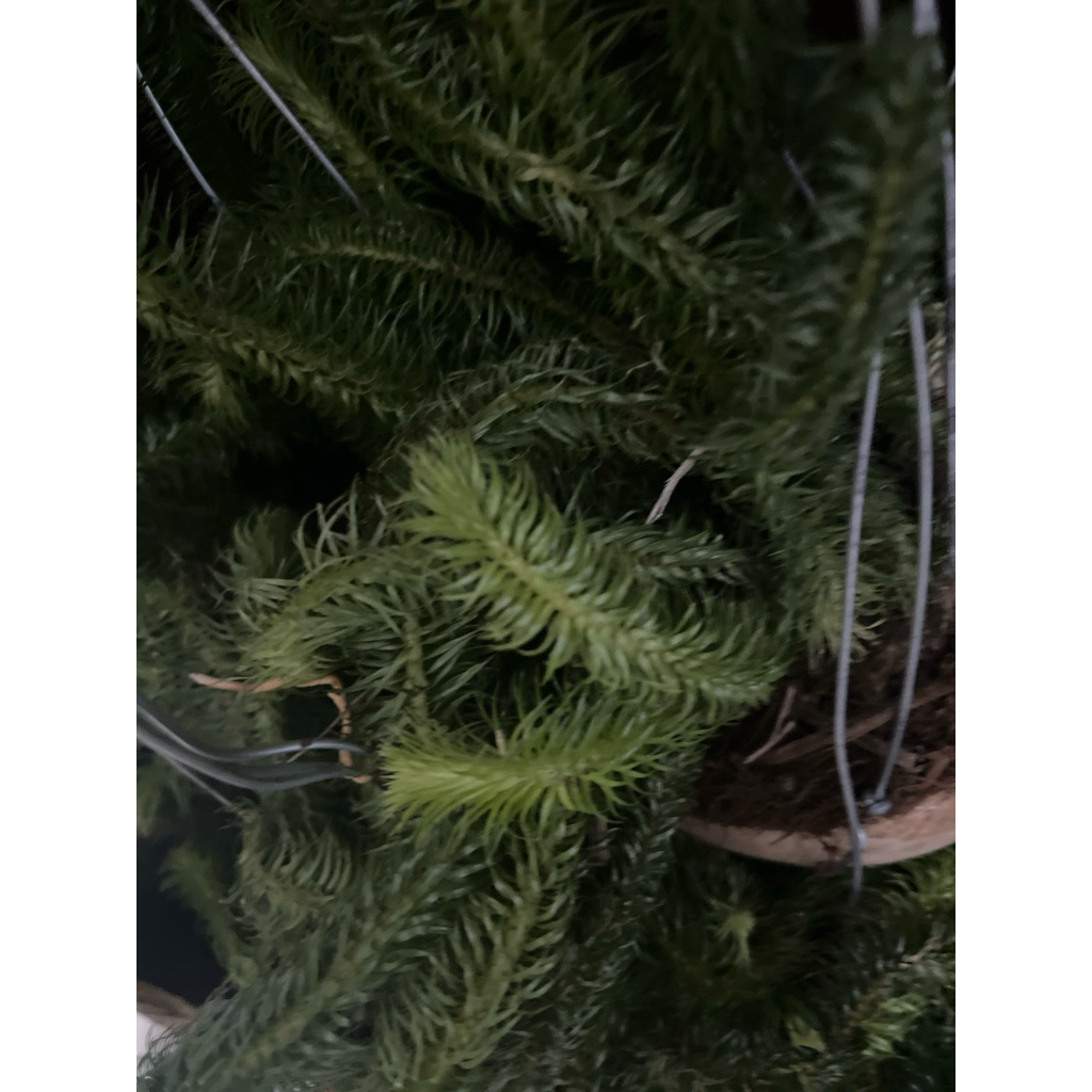 Tanaman Hias Ekor Monyet gantung