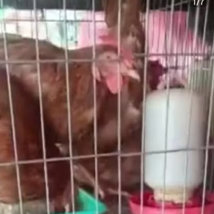 ayam petelur siap bertelur indukan babon