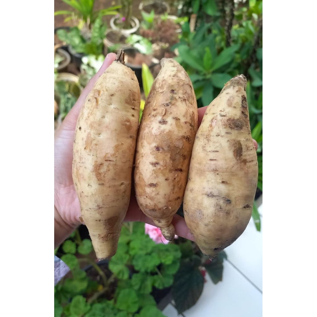 

UBI CILEMBU MENTAH (JENIS TO) 1KG ISI +-7 UBI