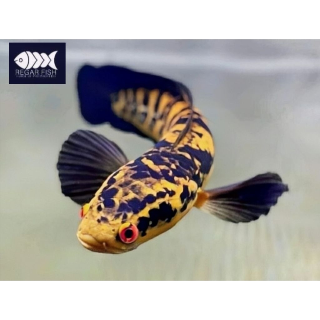 ( Maru Ys ) Maru Yellow Sentarum / 17-20 Cm Bahan Dorsal Batik