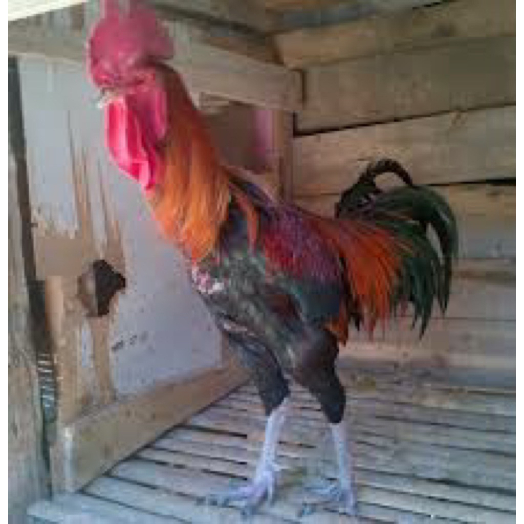 AYAM PELUNG indukan pilihan durasi panjang