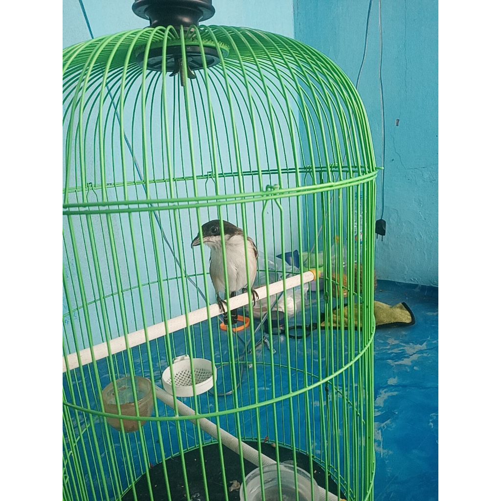 burung pentet Madura asli bawa dari Madura rawatan pribadi
