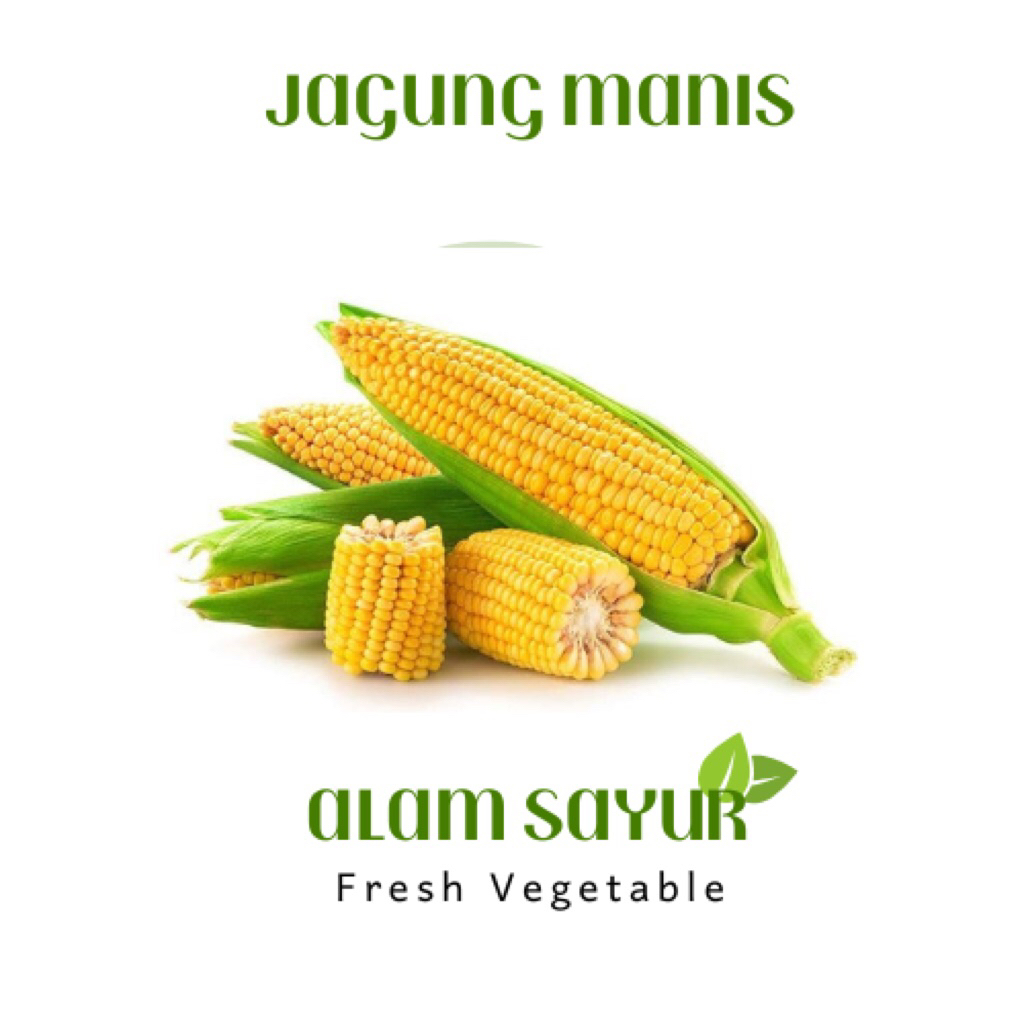 

Jagung Manis - Teman Hijau Jogja