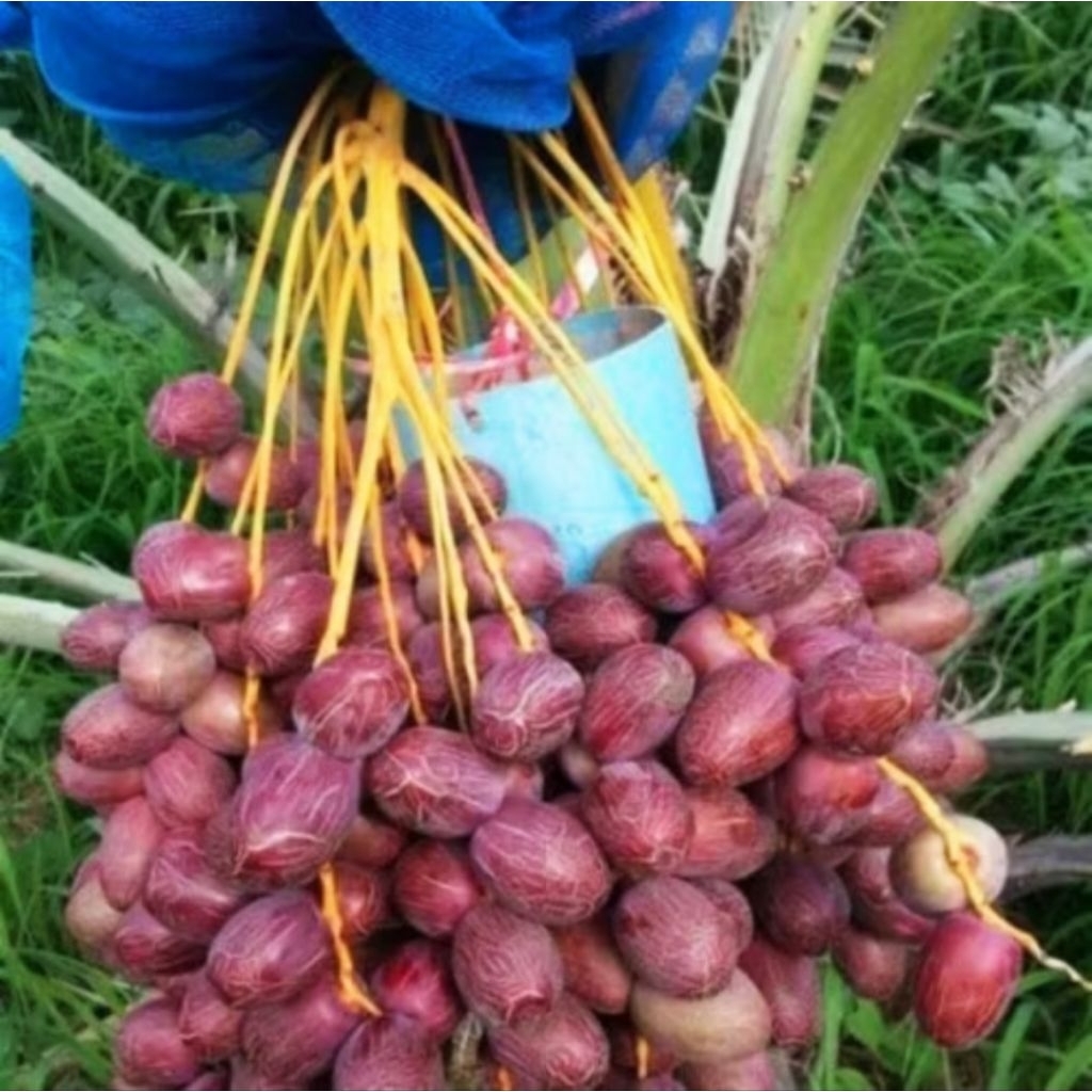 BIBIT BUAH KURMA AJWA JANTAN DAN BETINA BIBIT BIJI BENIH TERBAIK