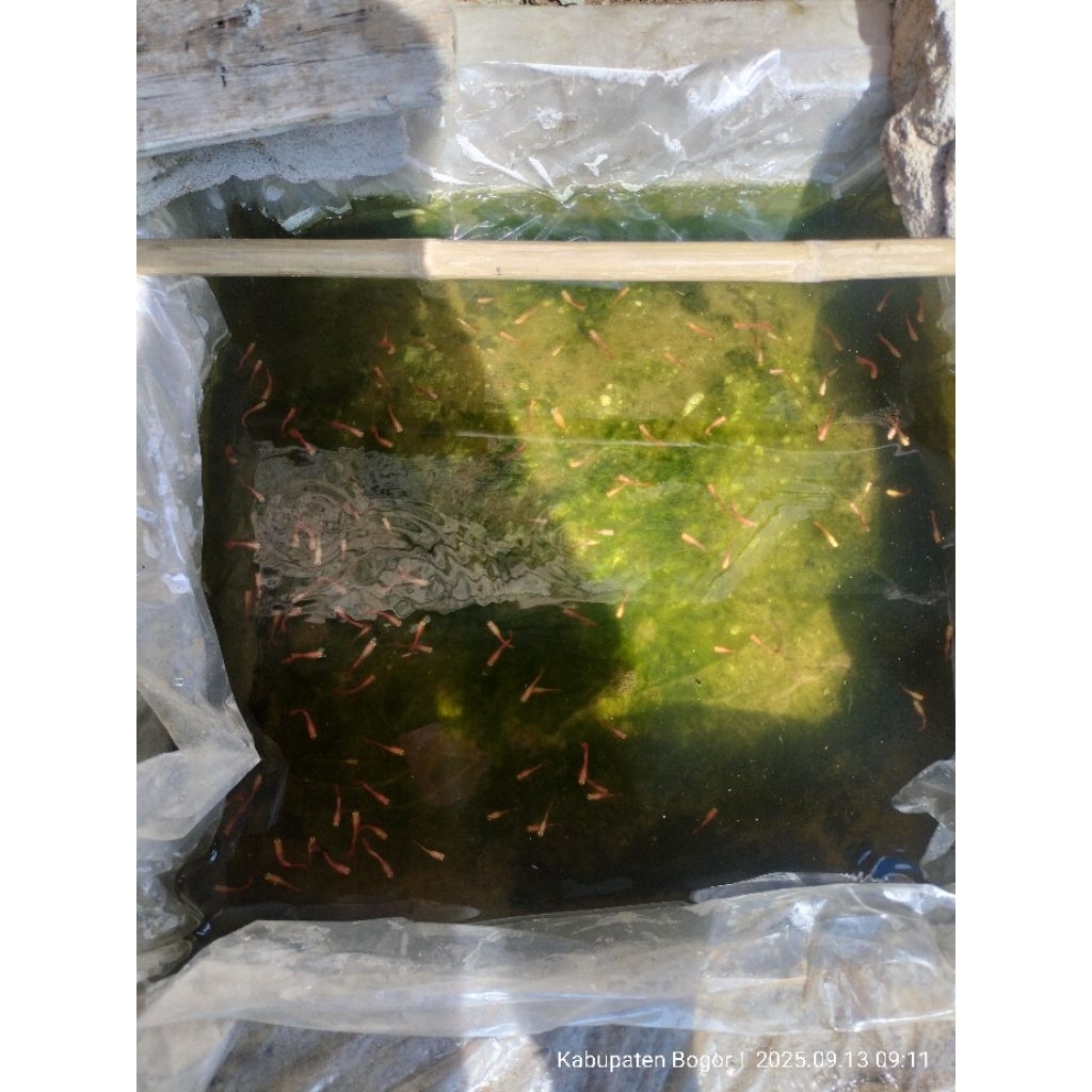 Ikan Guppy AFR super Red