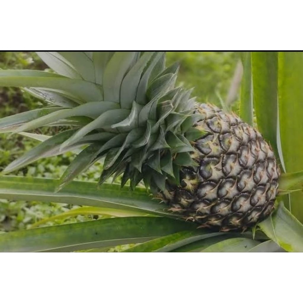 

terlaris/buah nanas muda segar !!obat herbal/isi 1pcs ready