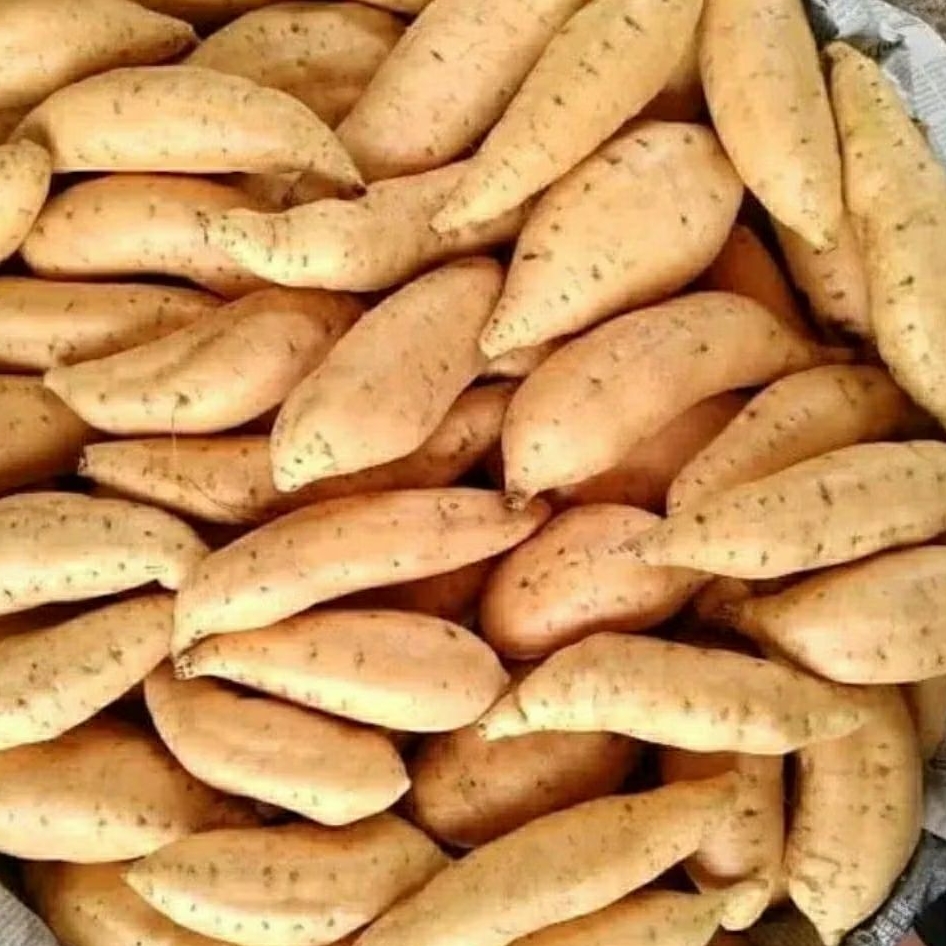 

Promo !! Ubi cilembu T-O / ubi madu cilembu kecil besar campur (GARANSI)