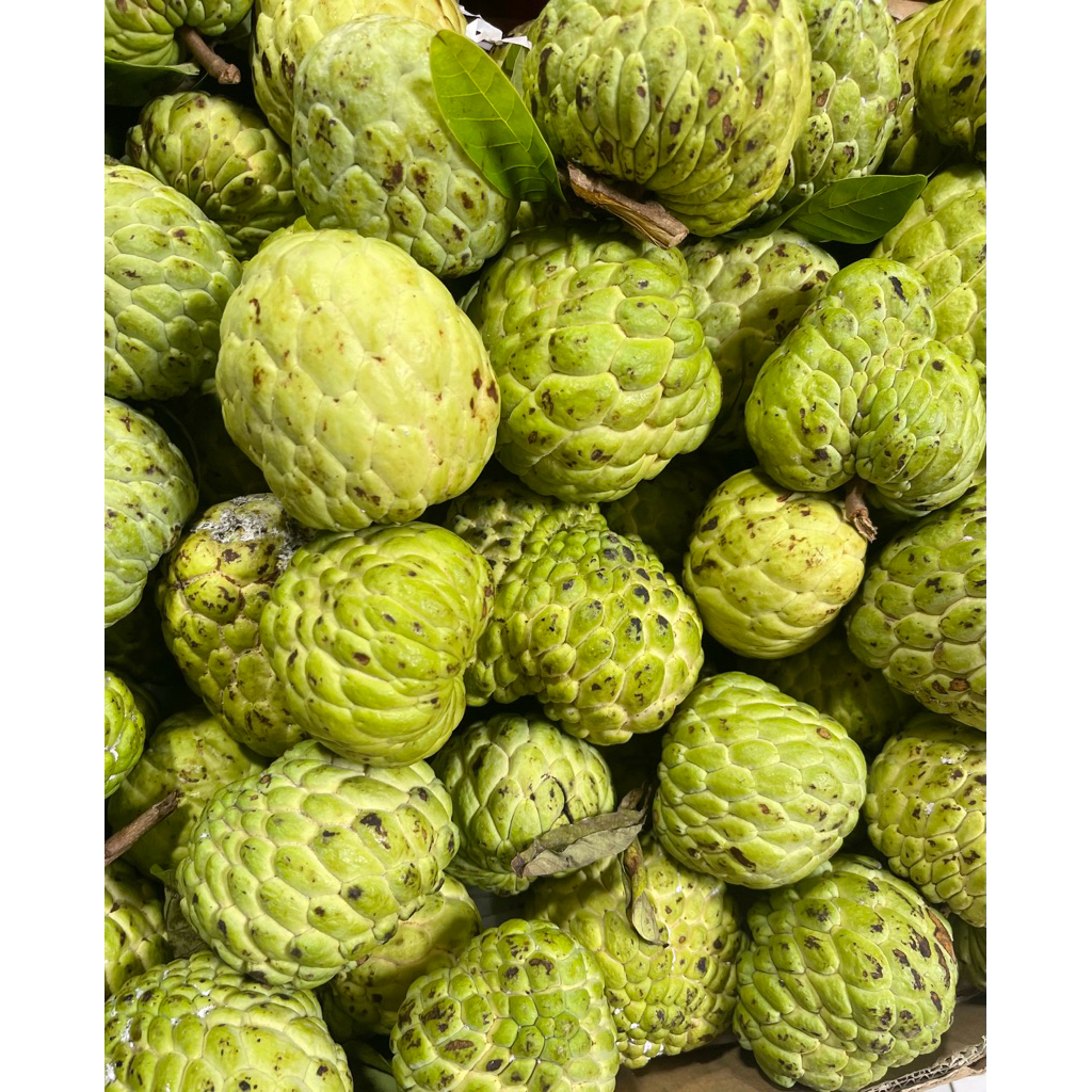 Buah Srikaya Super Fresh / Srikaya super Lokal 1 kg