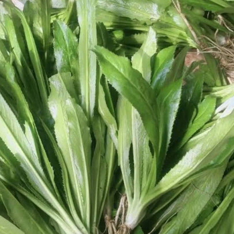 

daun. walang sangit per 100grm masih segar