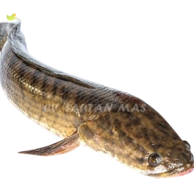 

Ikan Gabus 1Kg Ikan Gabus Hidup Ikan Gabus Segar