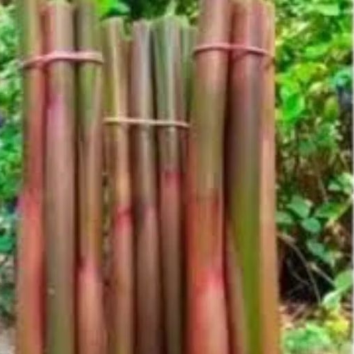 

batang honje merah 100cm masih segar