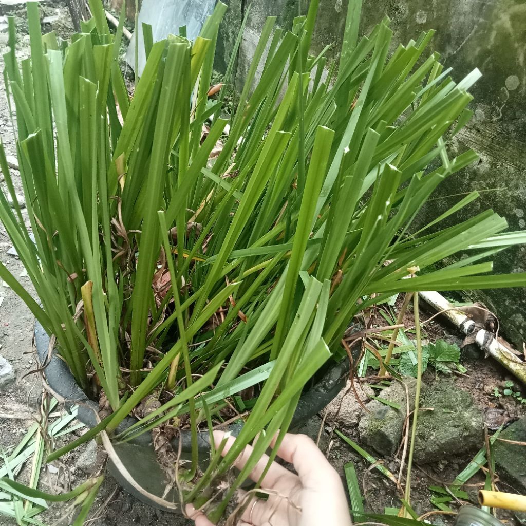 tanaman jeringau bangle