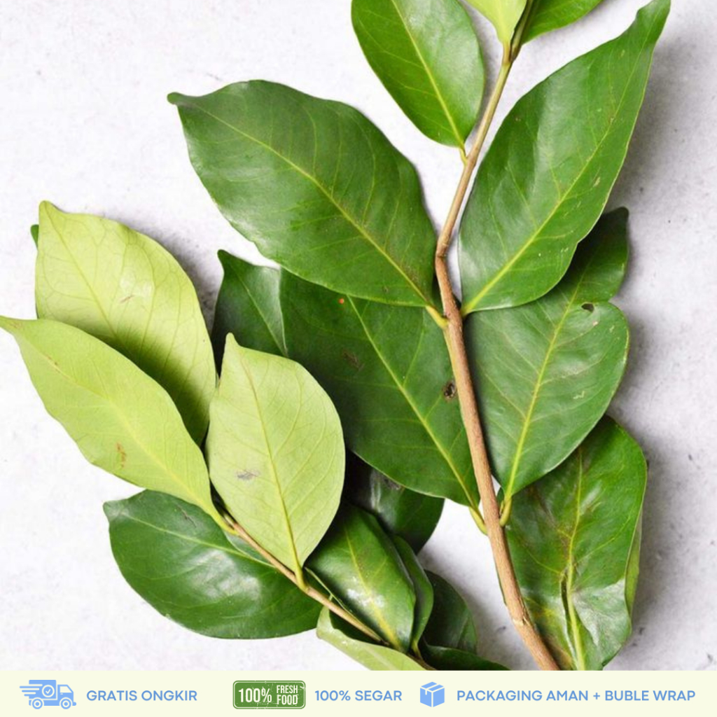 

Daun Salam Segar 100 Gram Petik Kirim