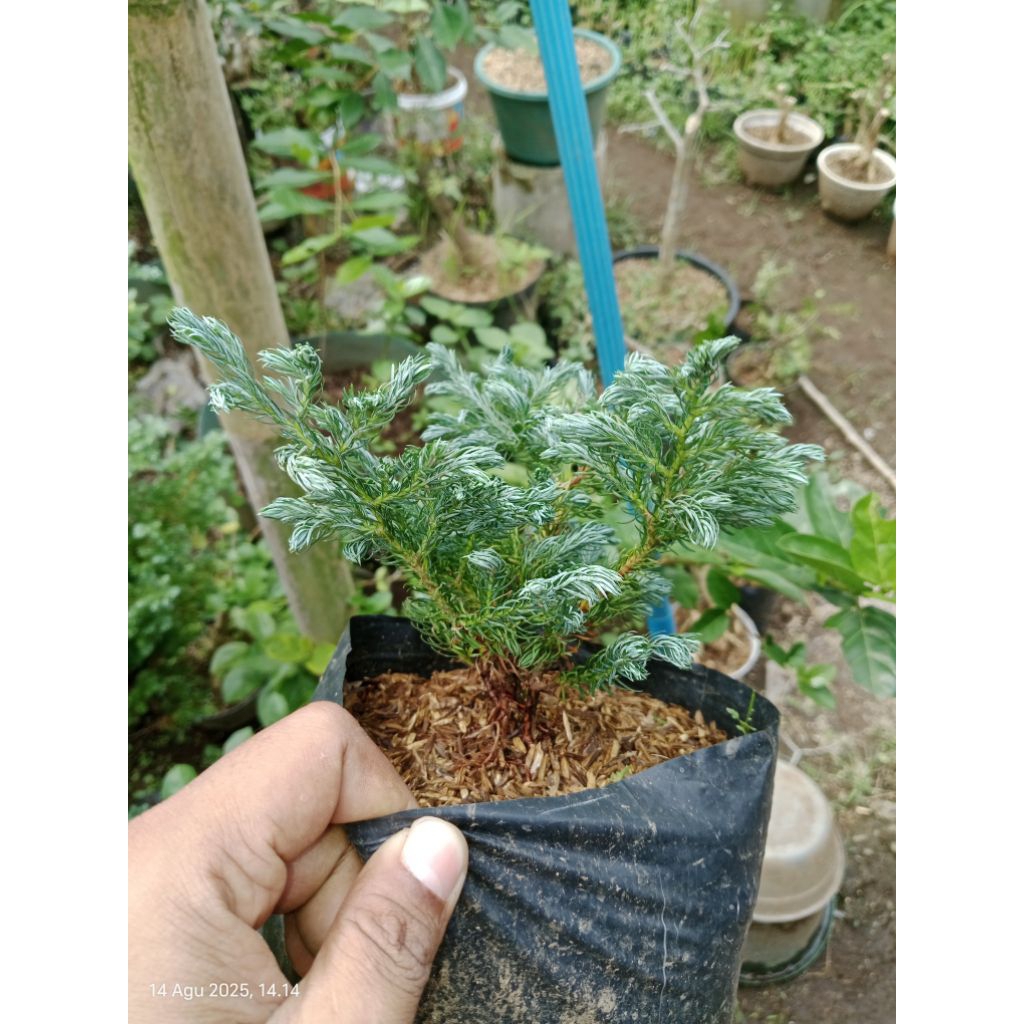 bahan bonsai cemara perak/salju