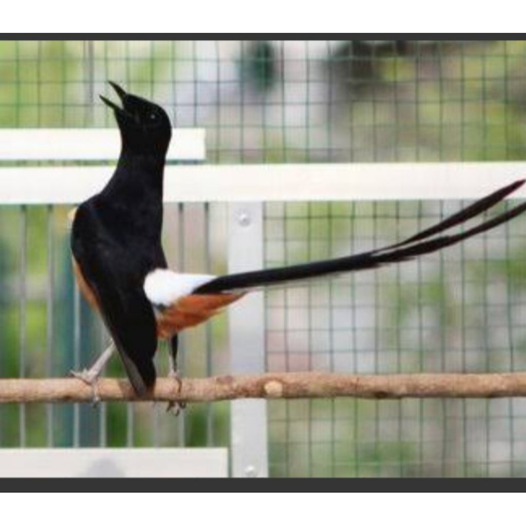 murai batu ekor panjang 20/23. gacoran