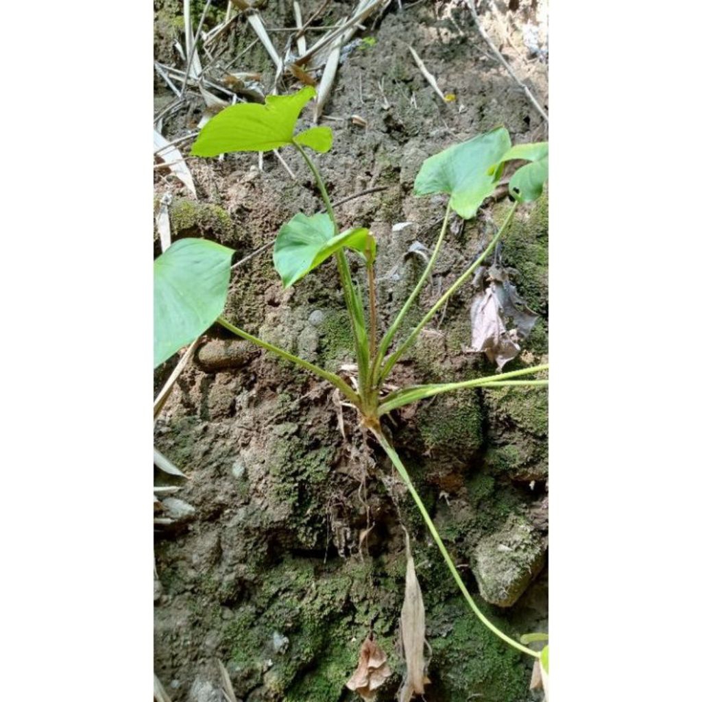 

tanaman herbal nampu hijau(Homalomena occulta ) | talas cina| herbal tradisional