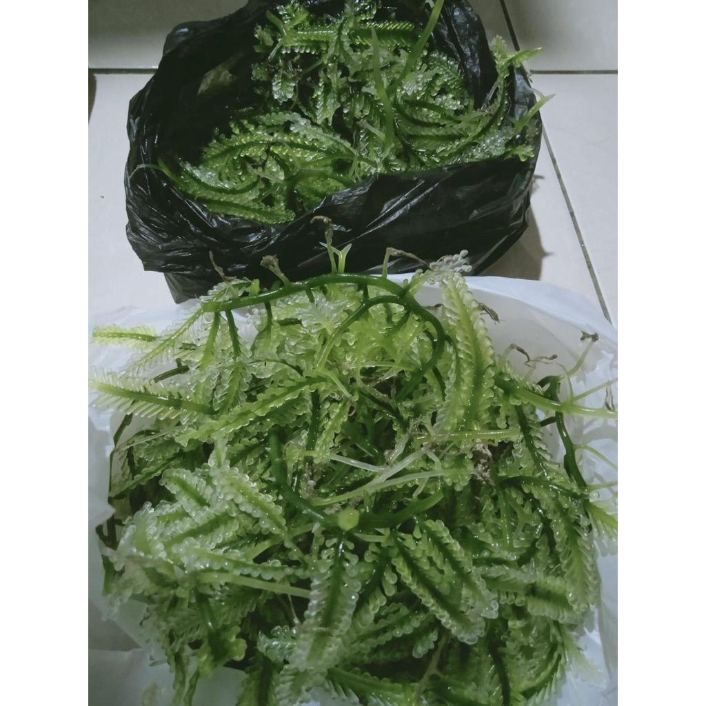 Anggur Laut (Latoh) Green Caviar Asli Jepara