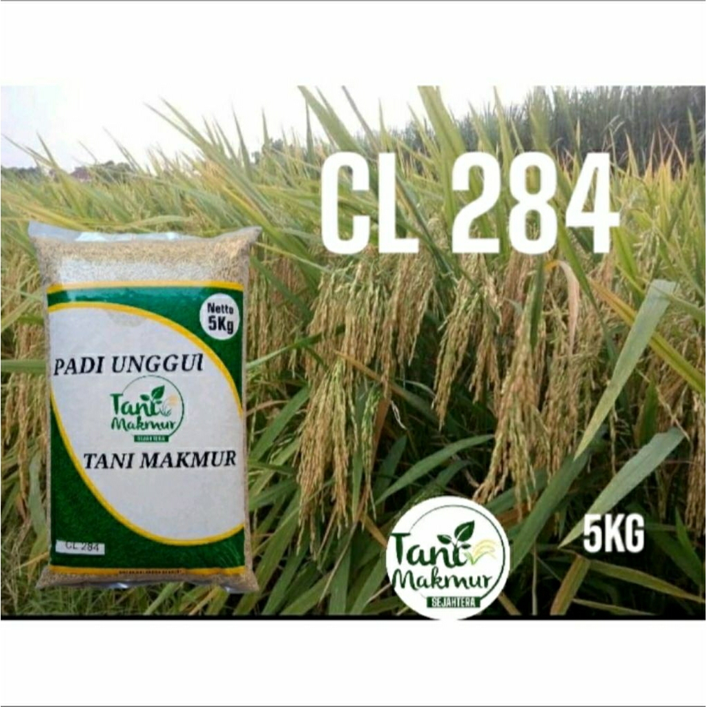 benih padi unggul CL 284 Original