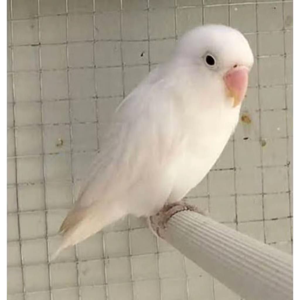 Burung lovebird Albino Mata merah Sepasang