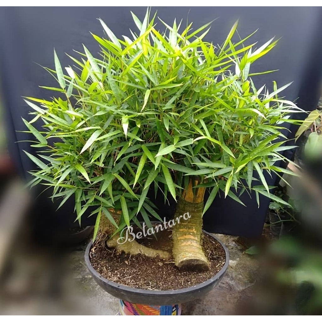 Bambu Kuning Bahan Bonsai