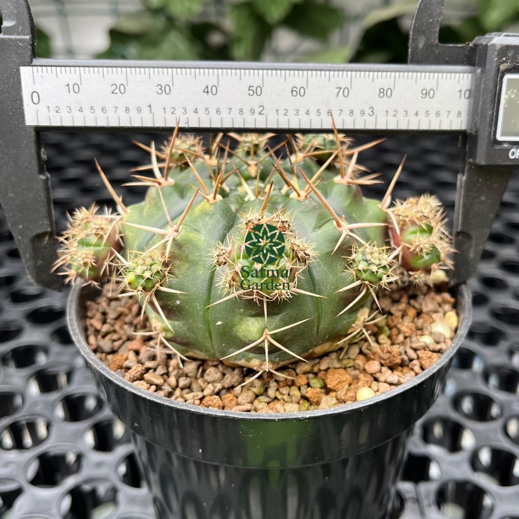 Kaktus Induk Gymno Damsii Varigata Ungu on pot 8cm