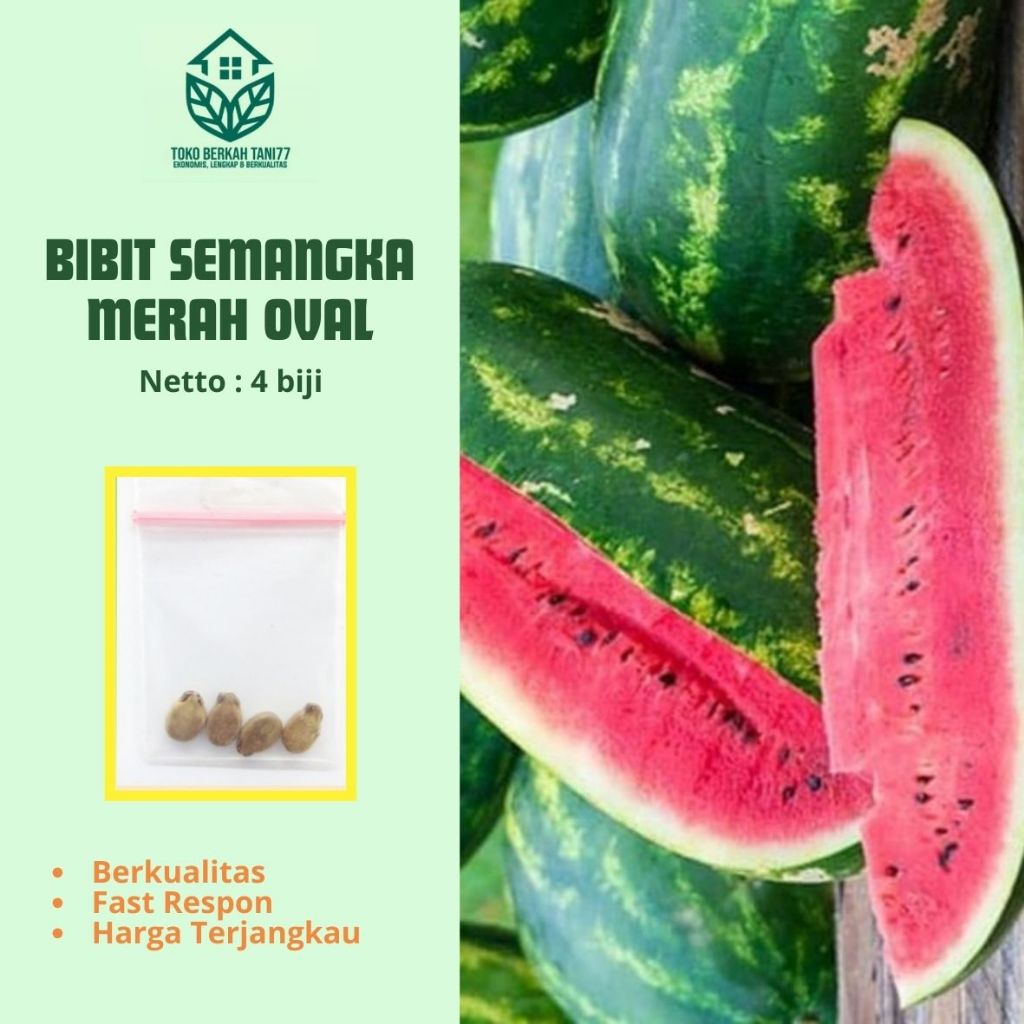 Benih Buah Semangka Merah Lonjong Semangka Merah Oval Benih Buah-buahan Berkualitas