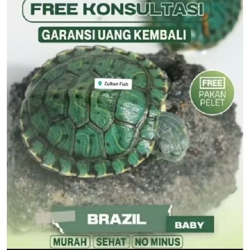 kura kura brazil.sehat garansi hidup