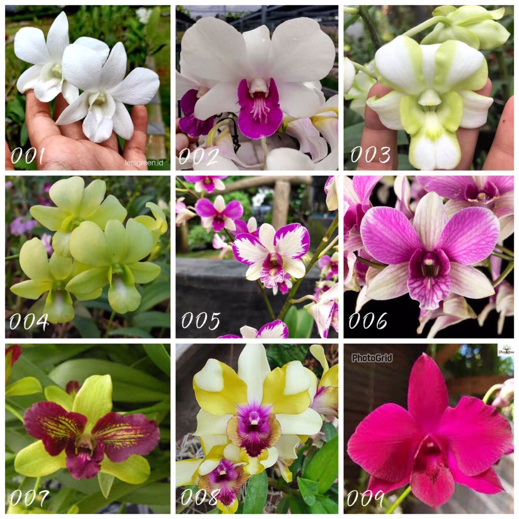 DENDROBIUM KONDISI DEWASA ID BULATAN