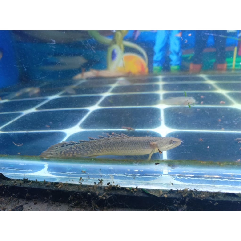 Palmas Senepol (Senegalus X Polli) Dominan Polli