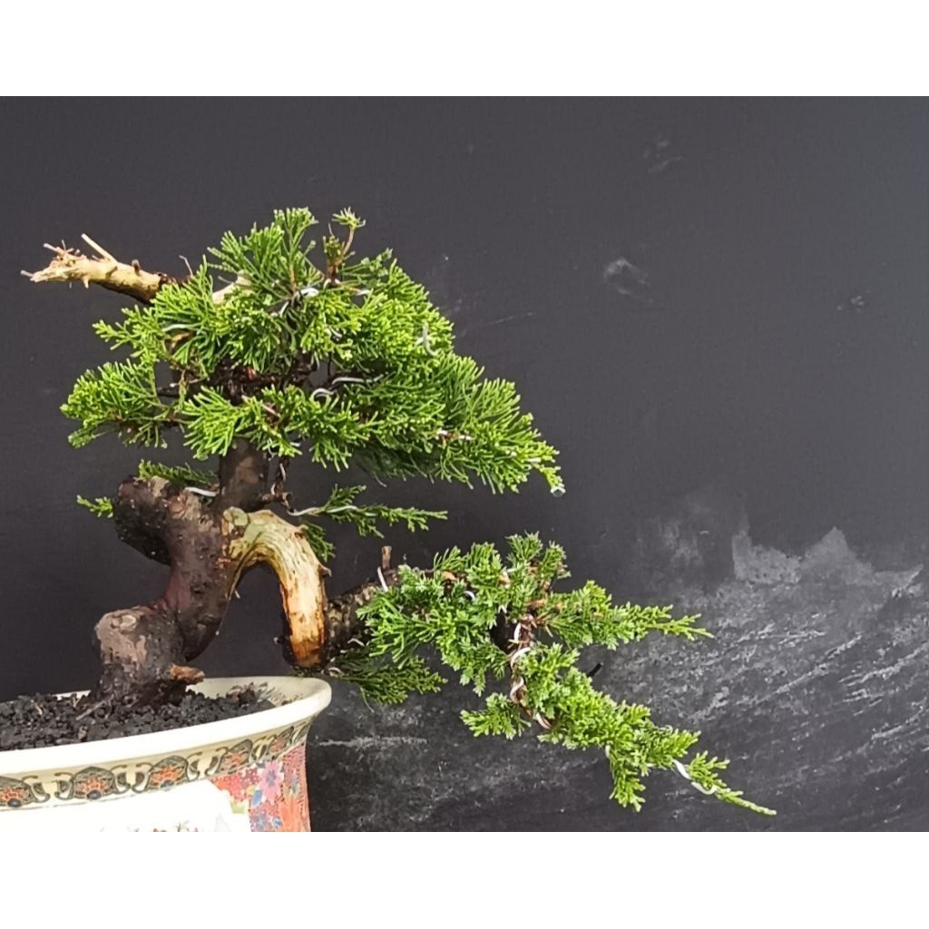 bonsai cemara sinensis