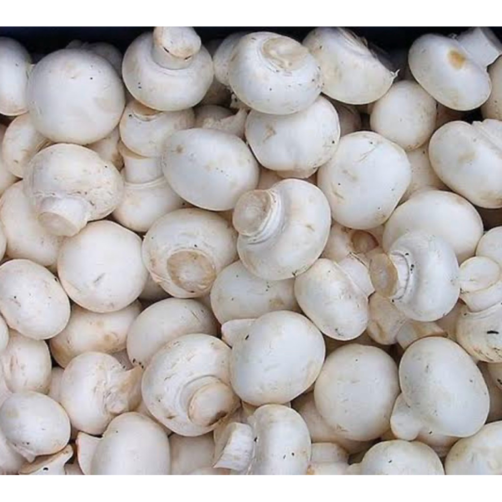 

Jamur campinon/kancing (250gr)