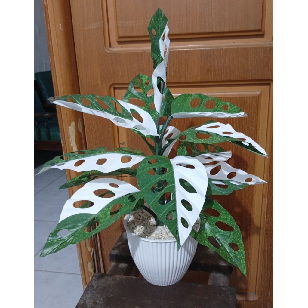 Tanaman Hias Janda Bolong Variegata plastik