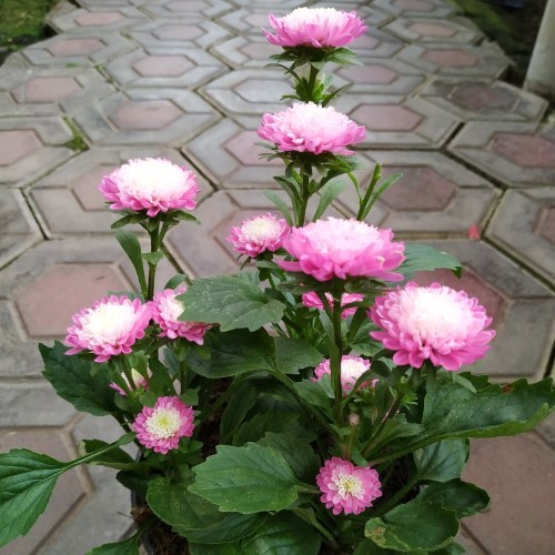 Bunga Aster Pikok ungu - krisan pikok ungu bunga potong